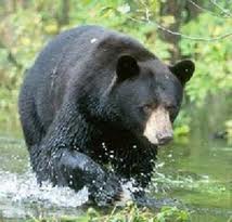 black bear