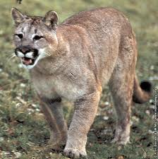 mountain lion