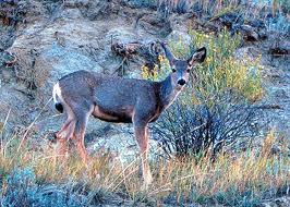 mule deer